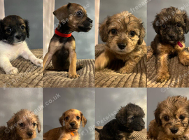 Beautiful Poochi Datzu Puppies