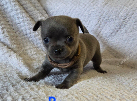 Pedigree Chihuahua Puppies