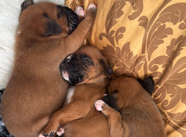 Champion breed boxer puppies