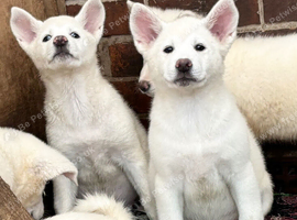 Japanese Akita puppies