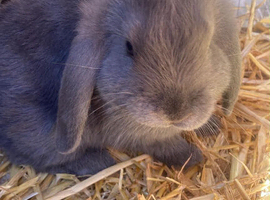 Lilac blue mini lops