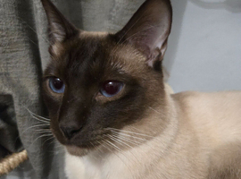 Traditional siamese chocolate point boy stud