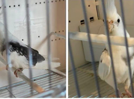 White saddle back pied pair cockatiels