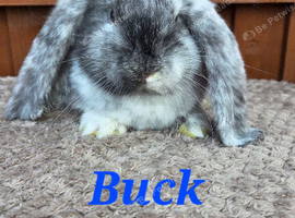 FRENCH LOP BABIES - READY FOR THEIR FOREVER HOMES