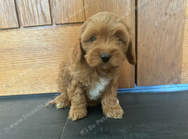 CAVAPOO PUPS F1 REDS PARANTS DNA TESTED