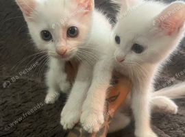 Ragdoll cross