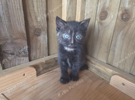 Polydactyl Female Kittens