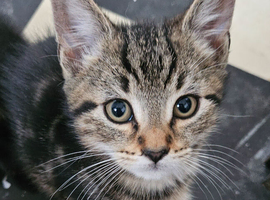Gorgeous tabby boy