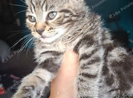 2 kittens for sale