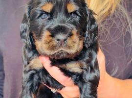 Show Type Cocker Spaniel Pups
