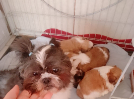 Shih Tzu puppies