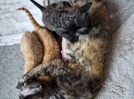 Beautiful FIFe Registered Devon Rex Boys &ndash; Inky cosmic princess's Final Litter