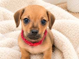 Reduced !!!! Miniature dachshund cross pups