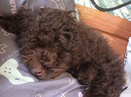 Male cockapoo puppy