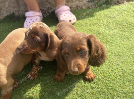 3 beautiful puppies for sale