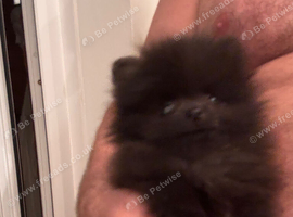 Tea cup Pomeranians