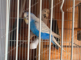 Budgies for Sale