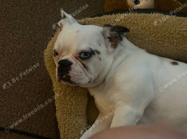 Female Frenchie