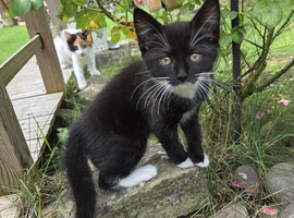 Girl kitten
