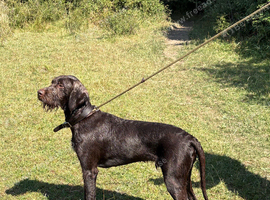 10 month old pointer