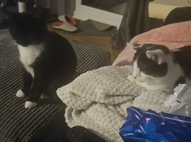 2 10 month old kittens