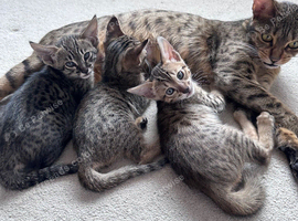 TICA Registered Savannah F4 Kittens - All reserved now