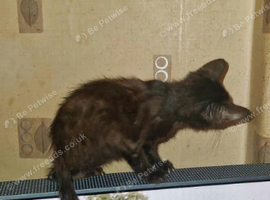 Black kitten 6 month old