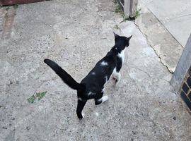 Young male
