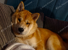 Chow chow cross husky