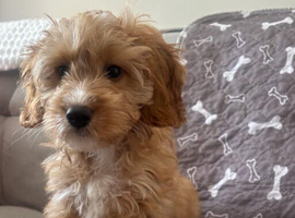Small cockapoo puppy