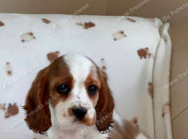 Beautiful littler of cockaliers