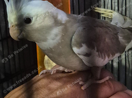 Semi tame cockateal
