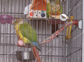 Bonded Pair Of Conures