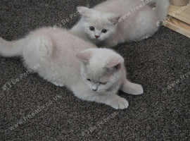 Exceptional rare Fawn kittens
