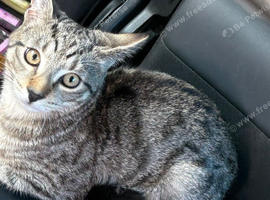 Beautiful male kitten