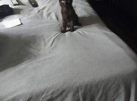 Missing Black Cat ,