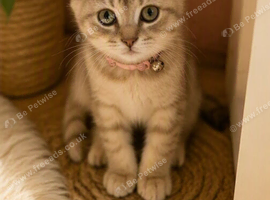 Beautiful Scottish straight  kittens blue and lilac ready to leave now