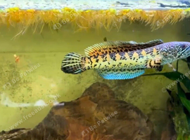 Golden cobra Snakehead ( channa aurantimaculta
