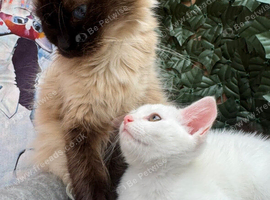 RAGDOLL X MALE READY NOW