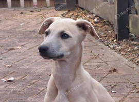 Whippet puppy&rsquo;s