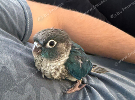 Hand-reared Baby Turquoise conure