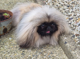 Pekingese