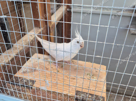 All white cockatiel