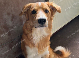 9 month old Border Collie x Welsh Sheep Dog