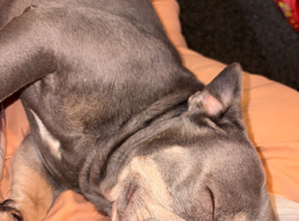 Female Frenchie