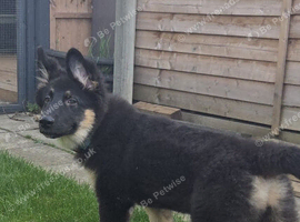 German shepherd x akita puppies