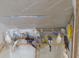 Albino and Pied-Whitefaced babies