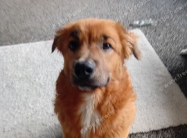 Golden retreiver cross chow chow
