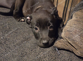 1 female puppy