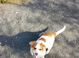 7 months old cocker sprizt